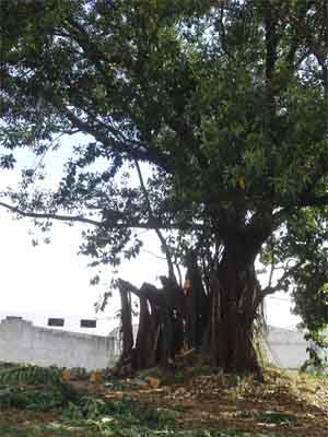 DSC00535