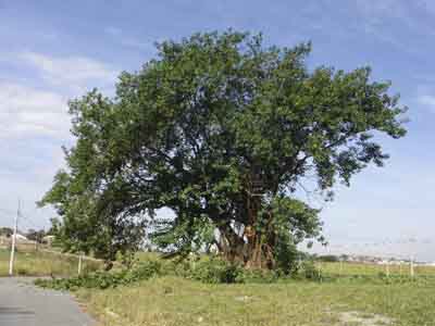 DSC00539